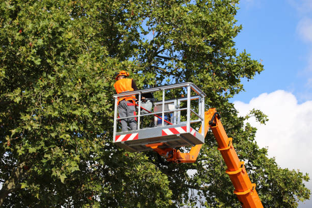 Best Tree Preservation Services  in Gainesville, FL